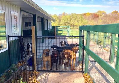 Seneca Pet Care - Dog Boarding, Doggie Daycare, & Grooming
